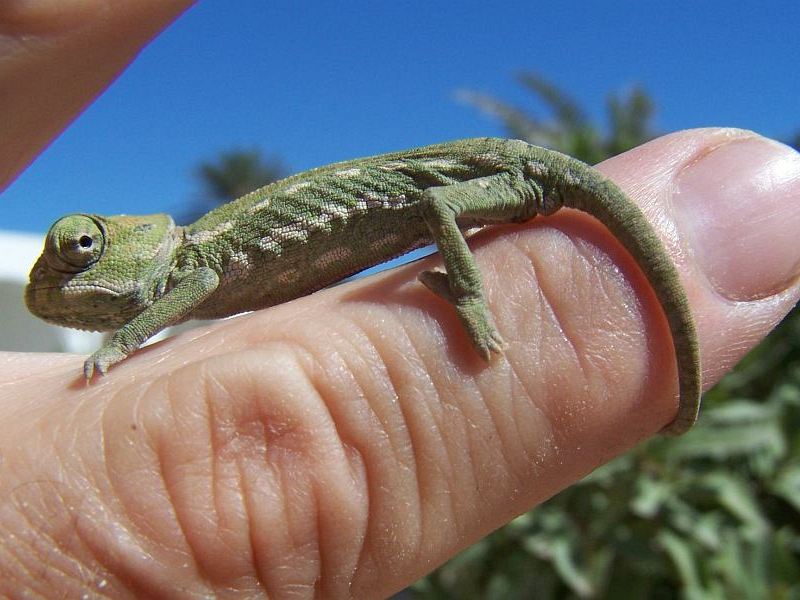 djerba midoun chameleon asi.jpg