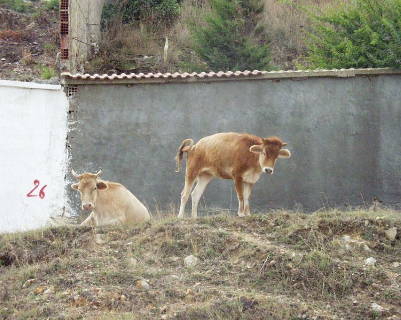 tabarka kravy.jpg