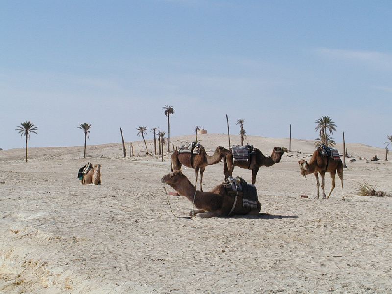 sahara1.jpg