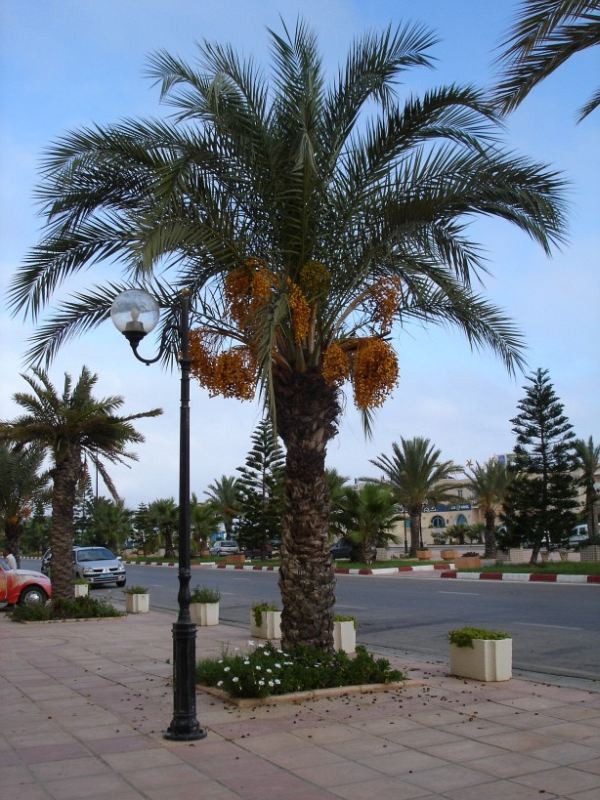 yasmine promenada palma.jpg