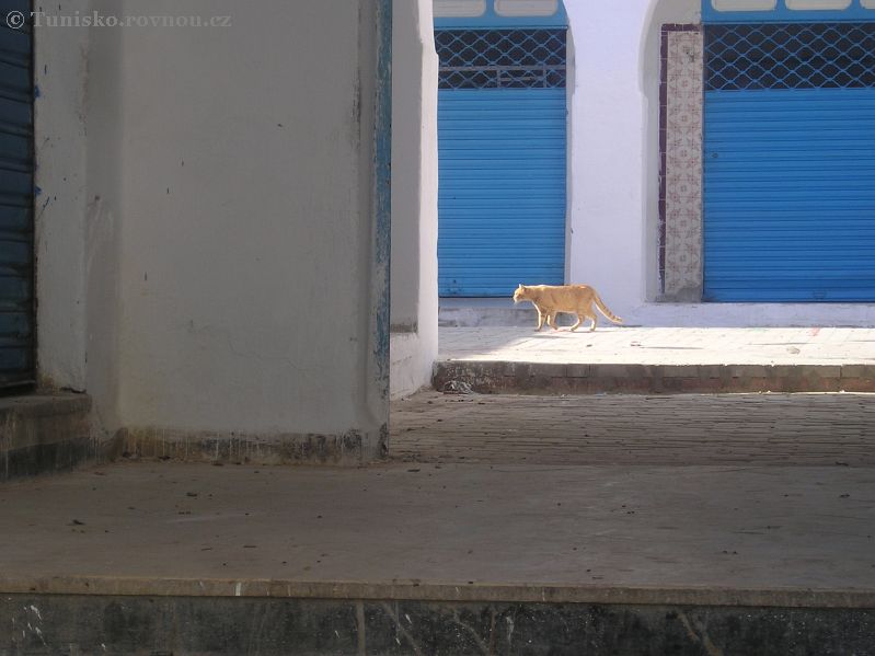 kairouan kocka.jpg