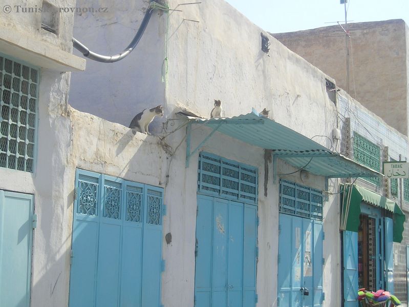 kocky kairouan.jpg