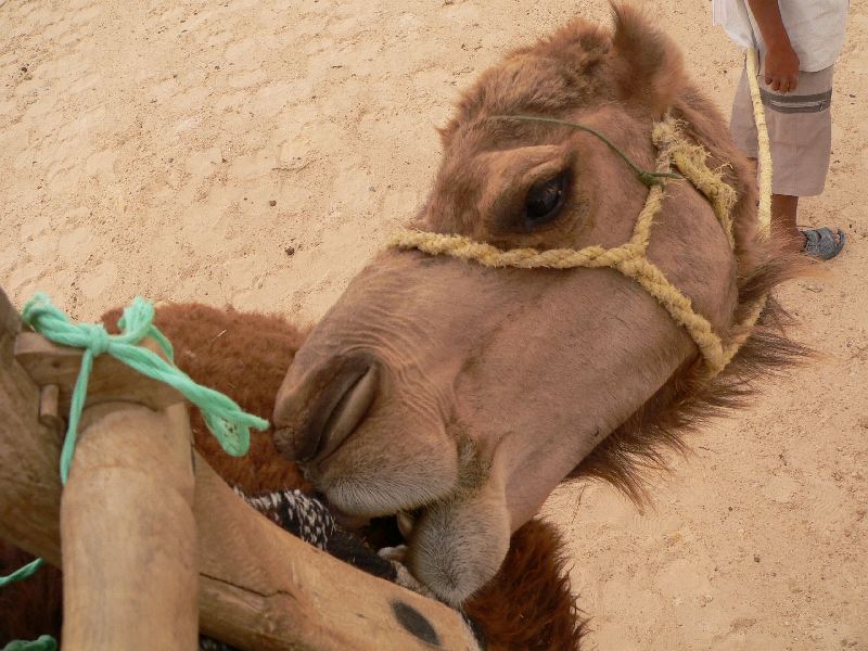 douz camel 11.jpg