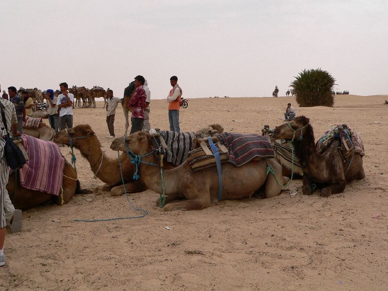 douz camels 7.jpg