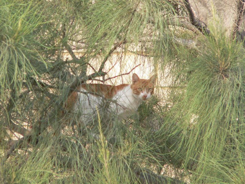 mahdia kocka.jpg