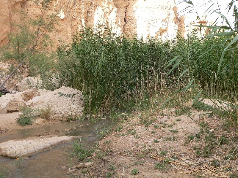tamerza rakosi 15.jpg