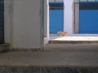 kairouan kocka