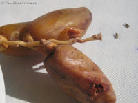 priroda cerviva datle