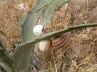 agave hlemyzd